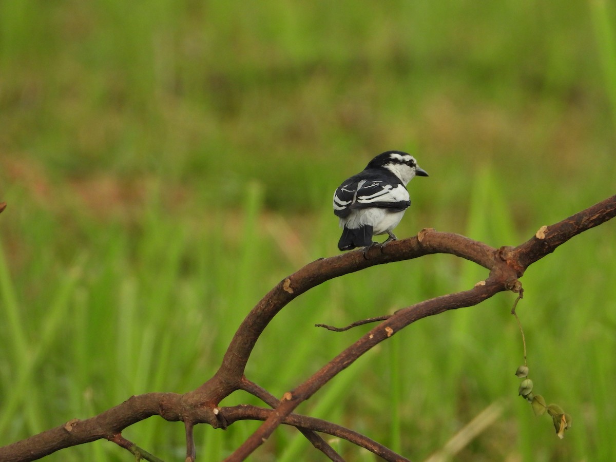 parktrillefugl - ML652190396