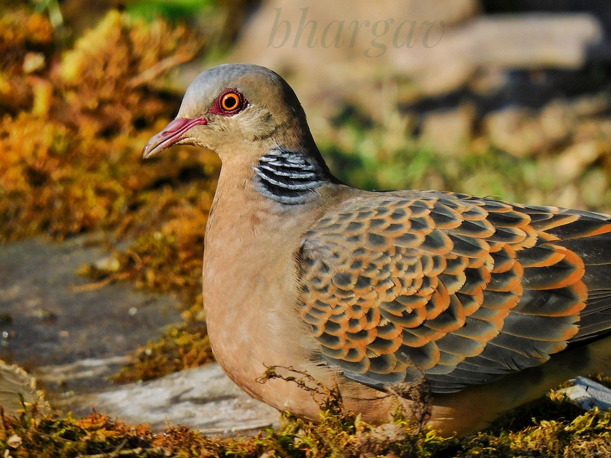 mongolturteldue - ML652190398