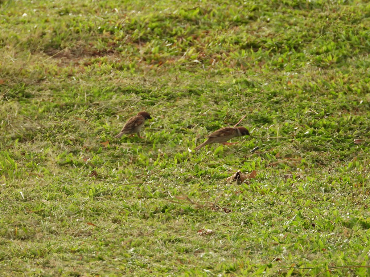 pilfink - ML652190399