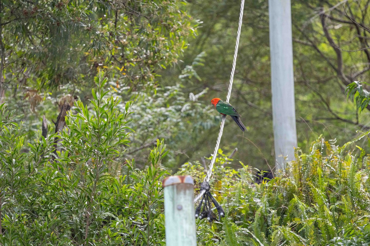 kongeparakitt - ML652190400