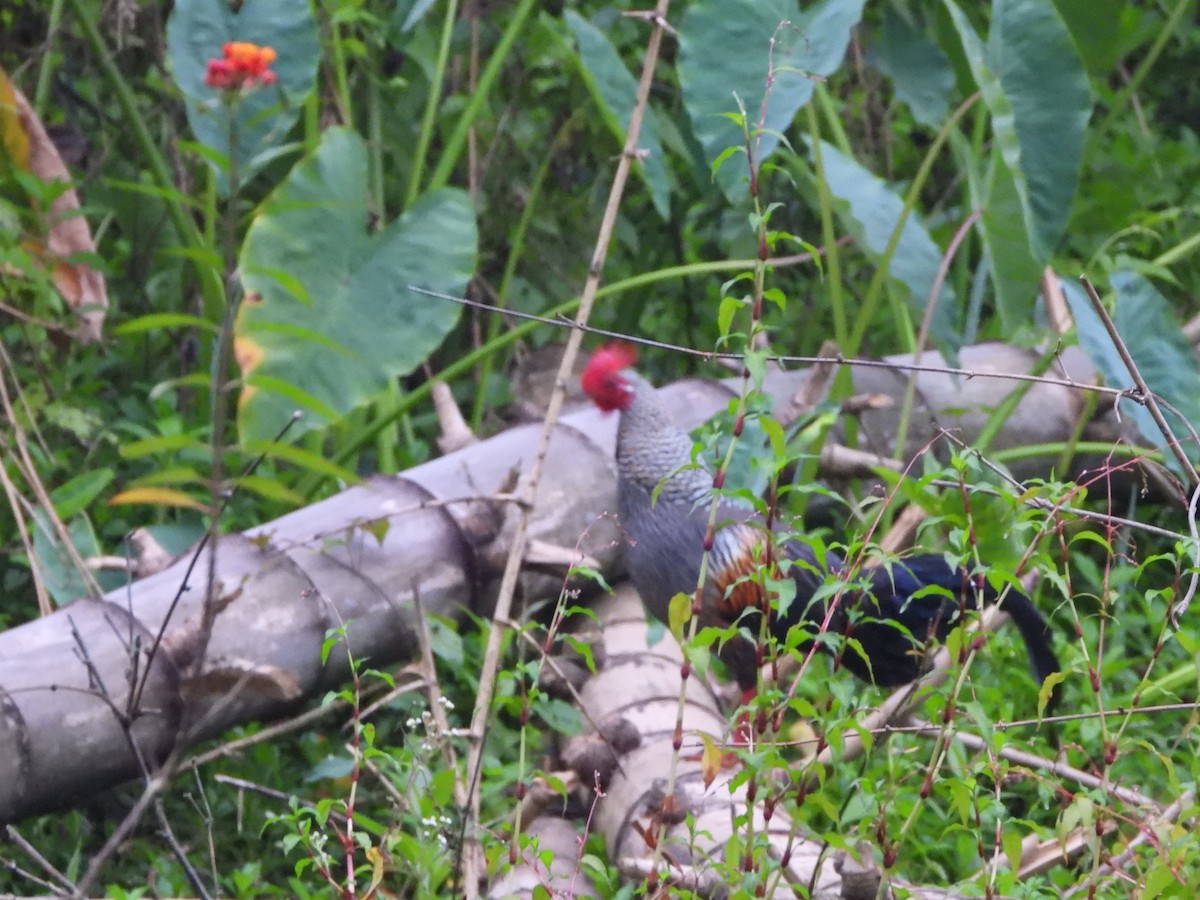 brokadehane - ML652190401