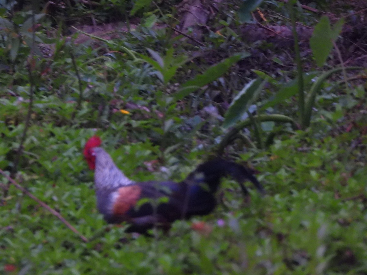 brokadehane - ML652190402