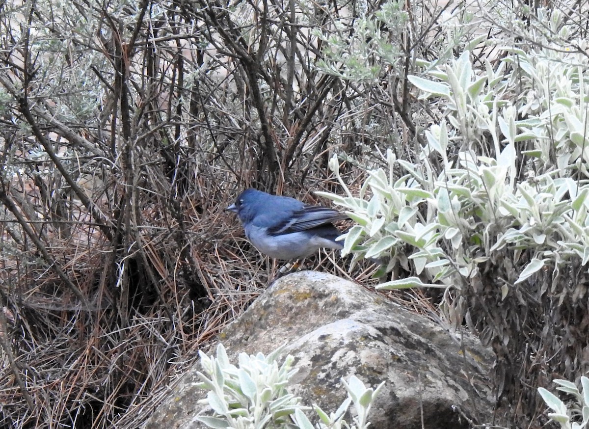 grancanariablåfink - ML652190406