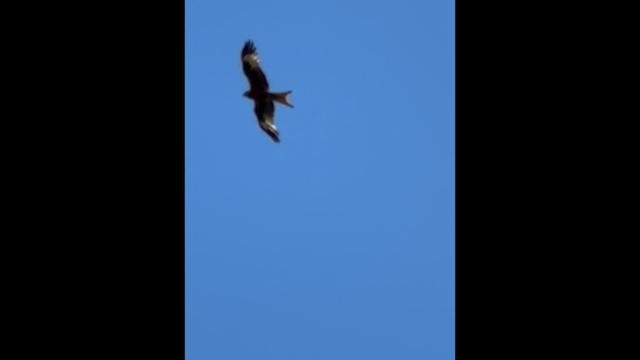 דיה אדומה - ML652190417