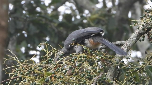 Malabar Gray Hornbill - ML652190451