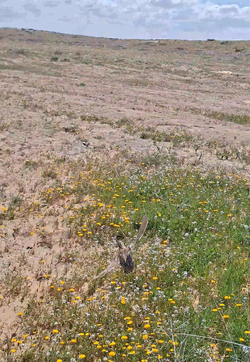 Wachtel - ML652190532