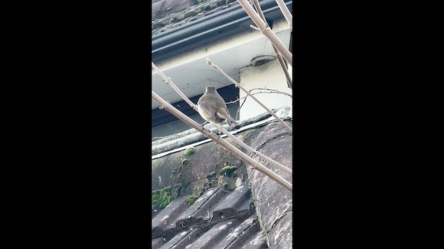 אדום חזה - ML652190567