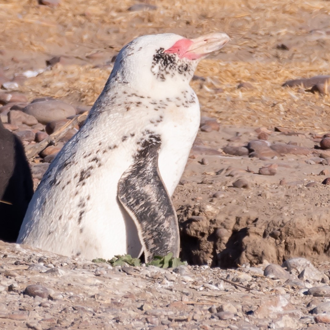 マゼランペンギン - ML652190888