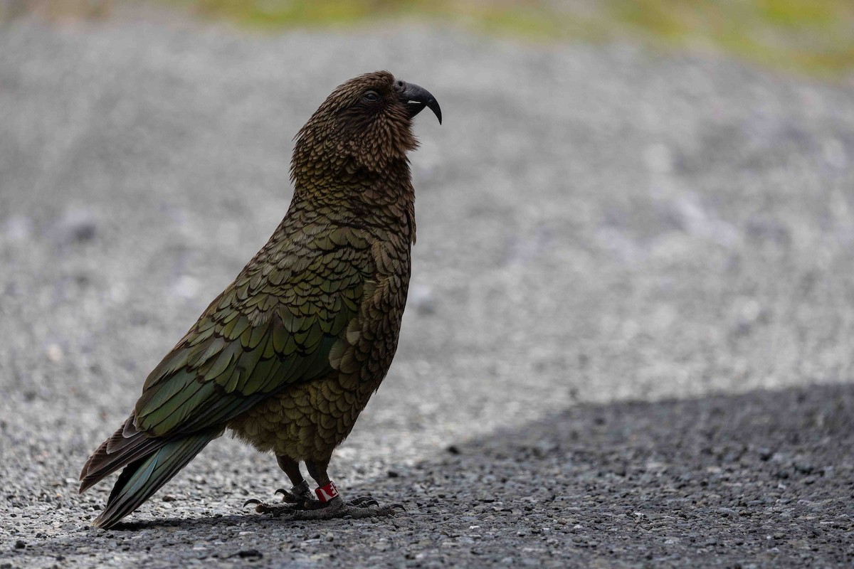 Kea - ML652190924