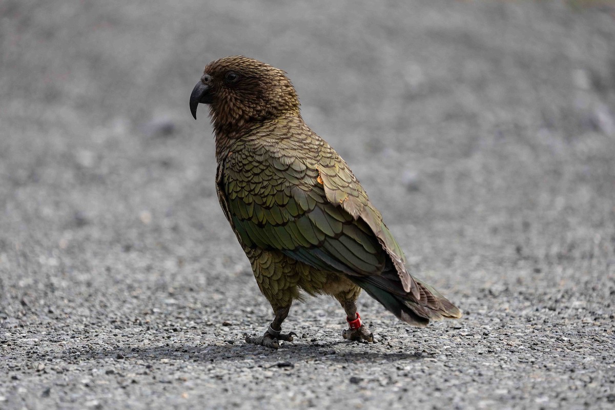 Kea - ML652190925