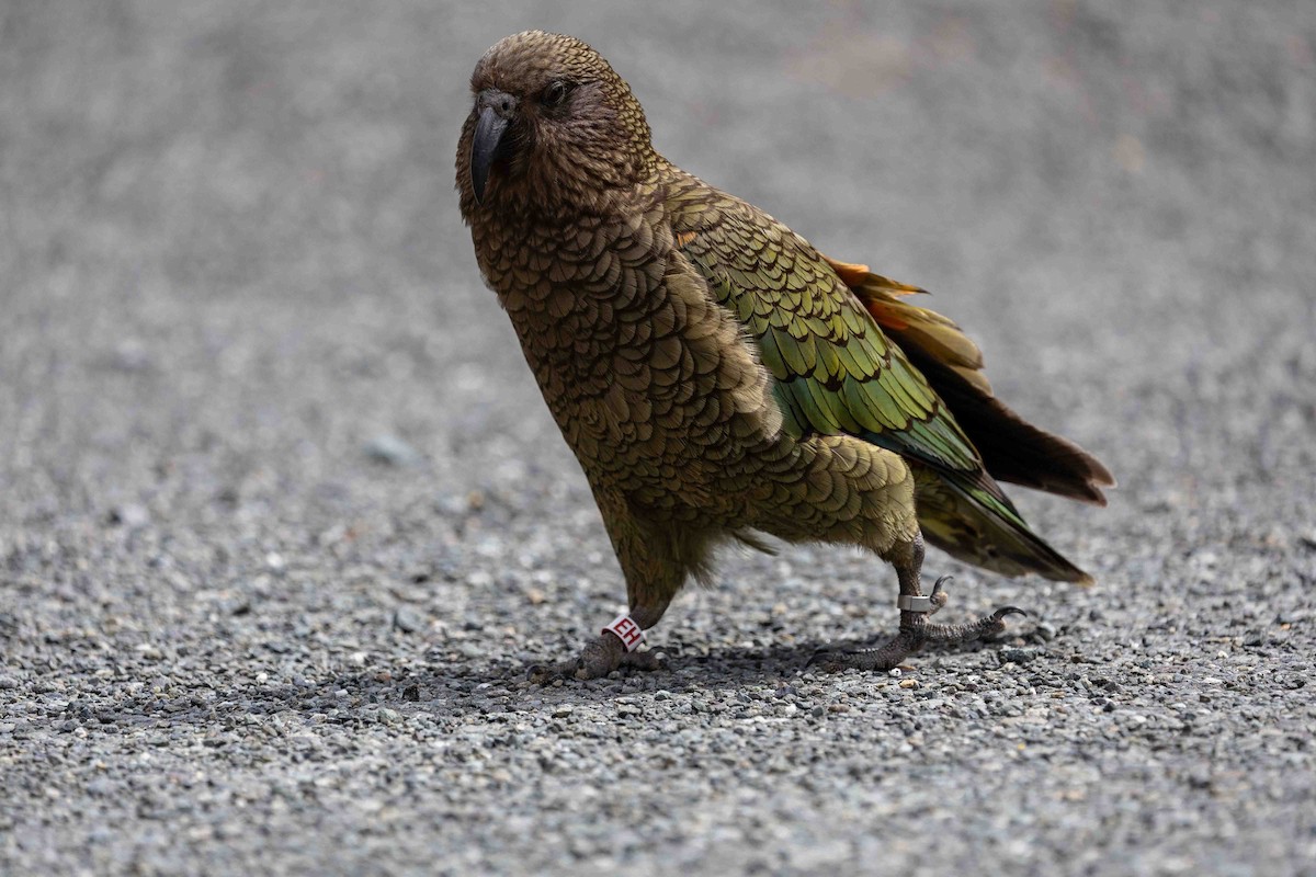 Kea - ML652190926