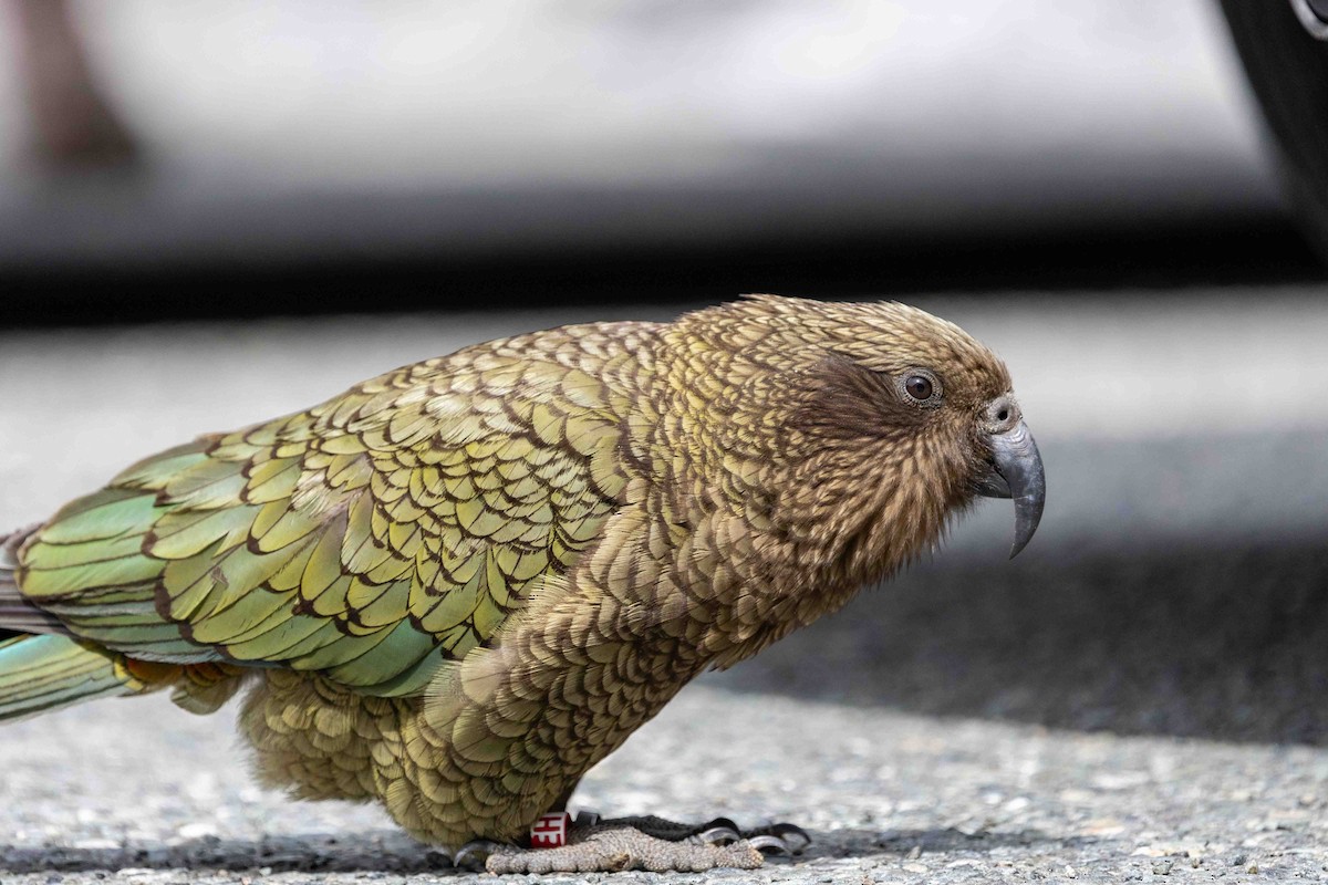 Kea - ML652190928