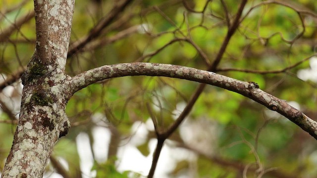 Forest Kingfisher - ML652191163