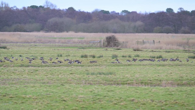 אווז לבן-מצח (אירואסייתי) - ML652191178