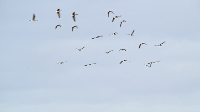 אווז לבן-מצח (אירואסייתי) - ML652191179