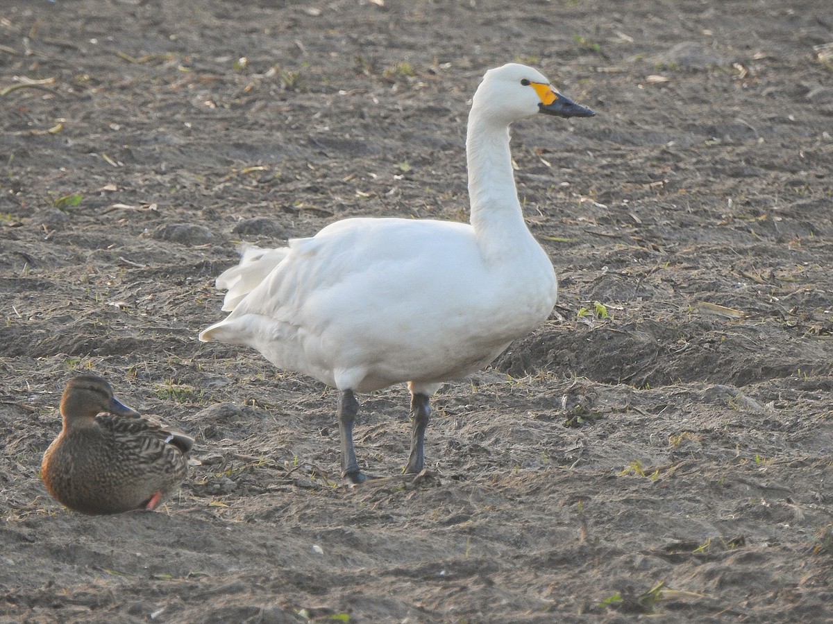Лебідь чорнодзьобий - ML652191182