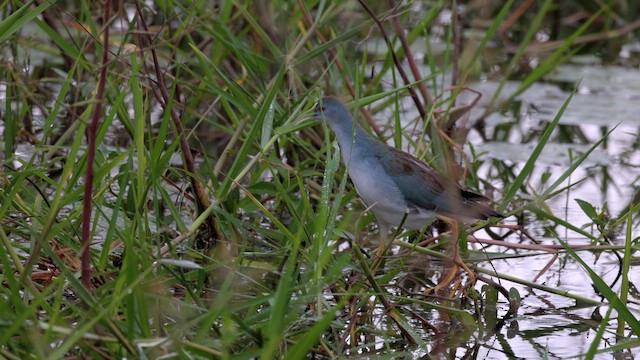 Azure Gallinule - ML652191187