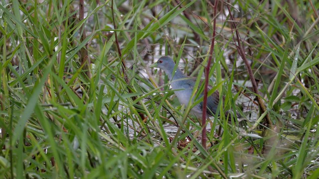 Azure Gallinule - ML652191189