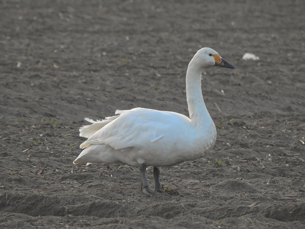 Лебідь чорнодзьобий - ML652191196