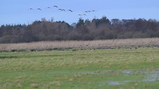 אווז לבן-מצח (אירואסייתי) - ML652191206