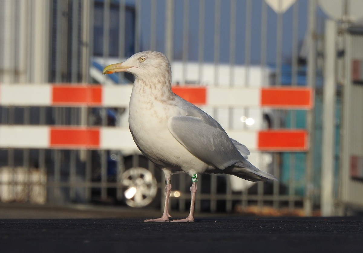 Мартин полярний - ML652191248