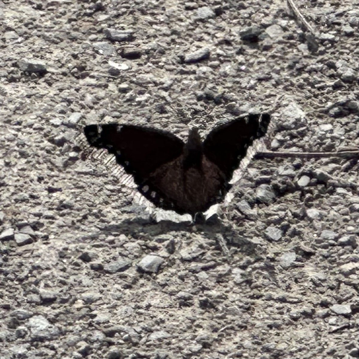 Mourning Cloak - ML652191287
