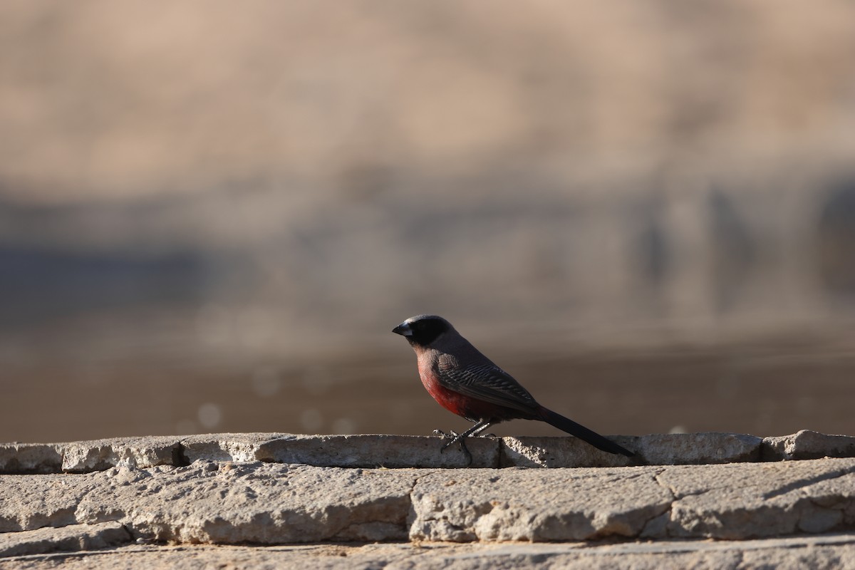 Black-faced Waxbill - ML652191550