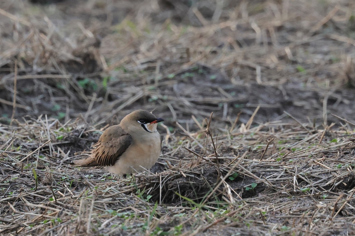 Ухаа хөгт - ML652191598