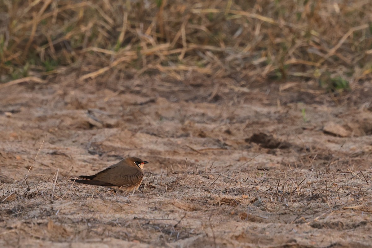 Ухаа хөгт - ML652191599