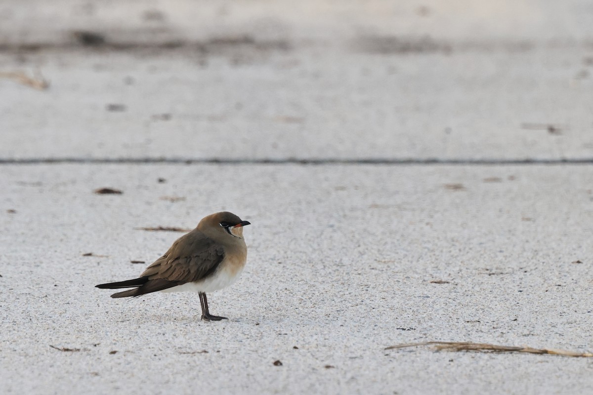 Ухаа хөгт - ML652191601