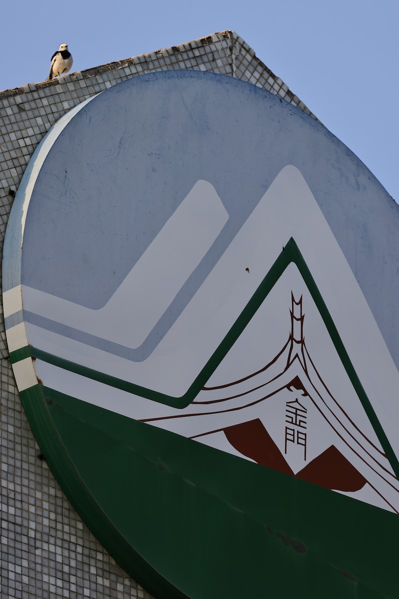 White Wagtail (Chinese) - ML652191610