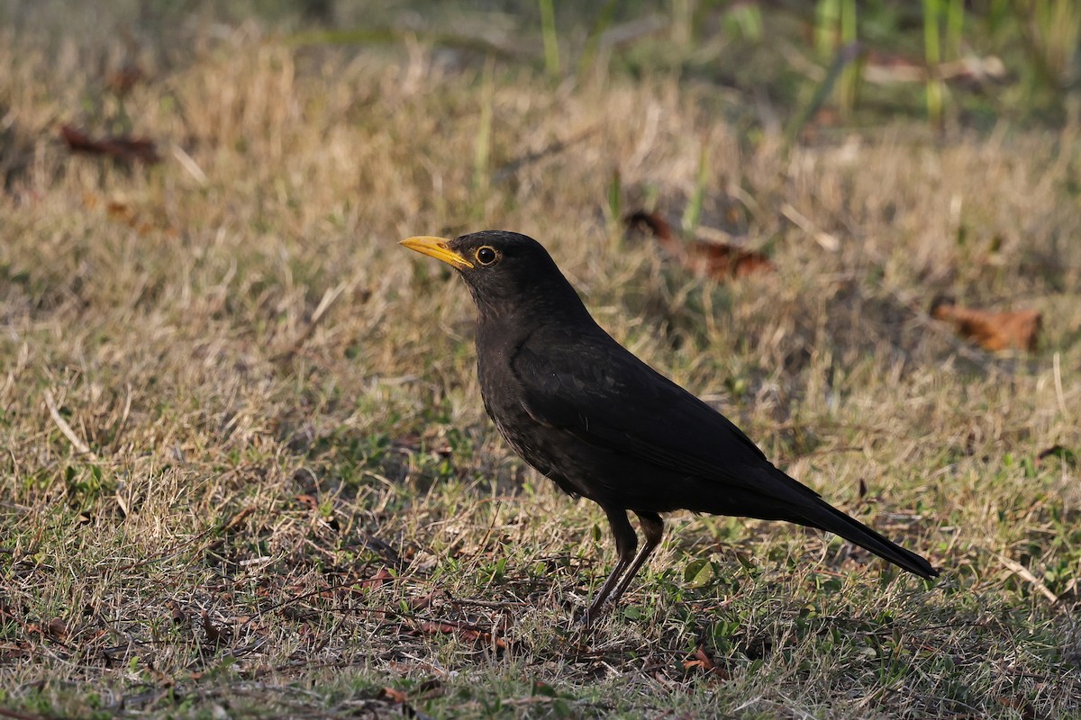 Chinese Blackbird - ML652191613