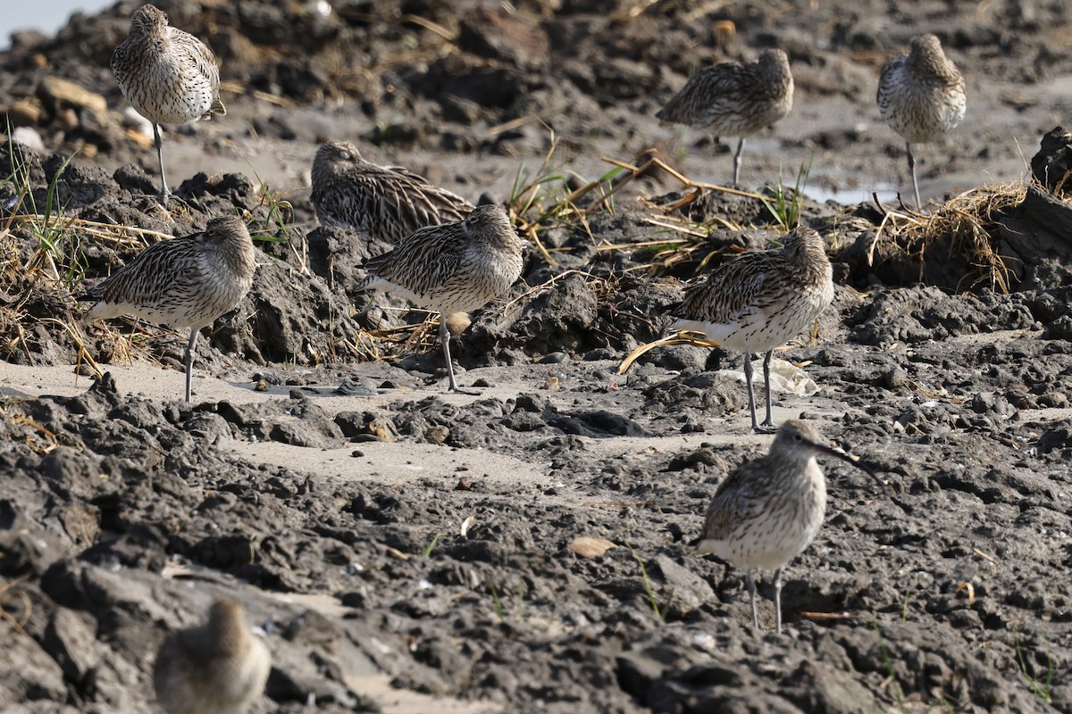 Морин тутгалжин - ML652191617