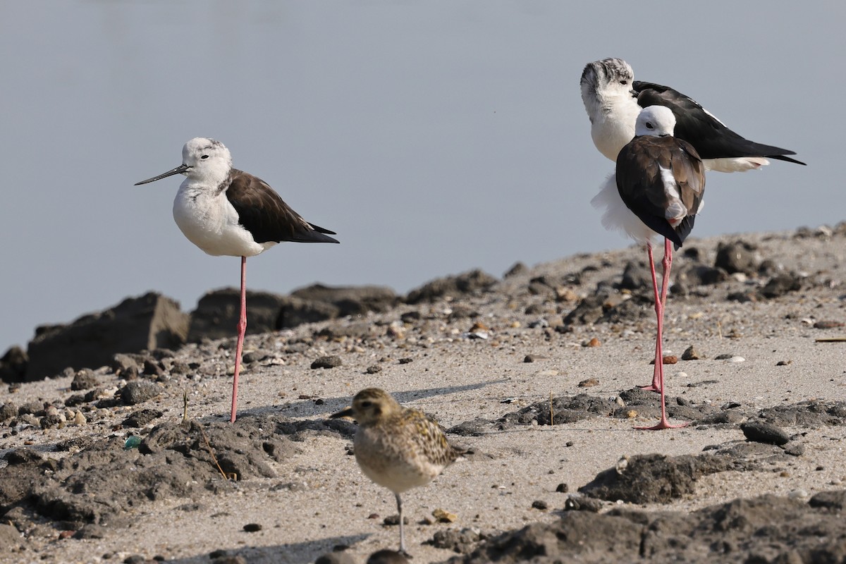 Эгэл хилэн жигүүр - ML652191622