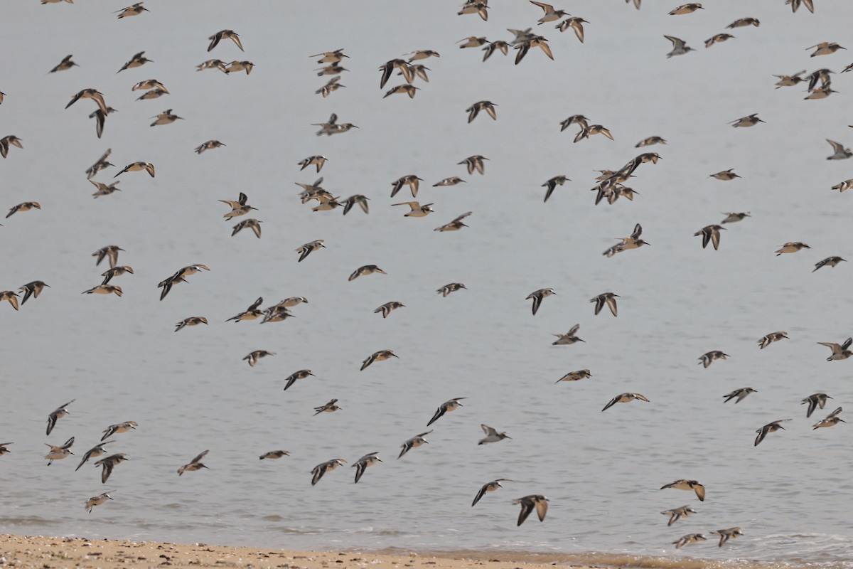 Хар элсэг - ML652191624