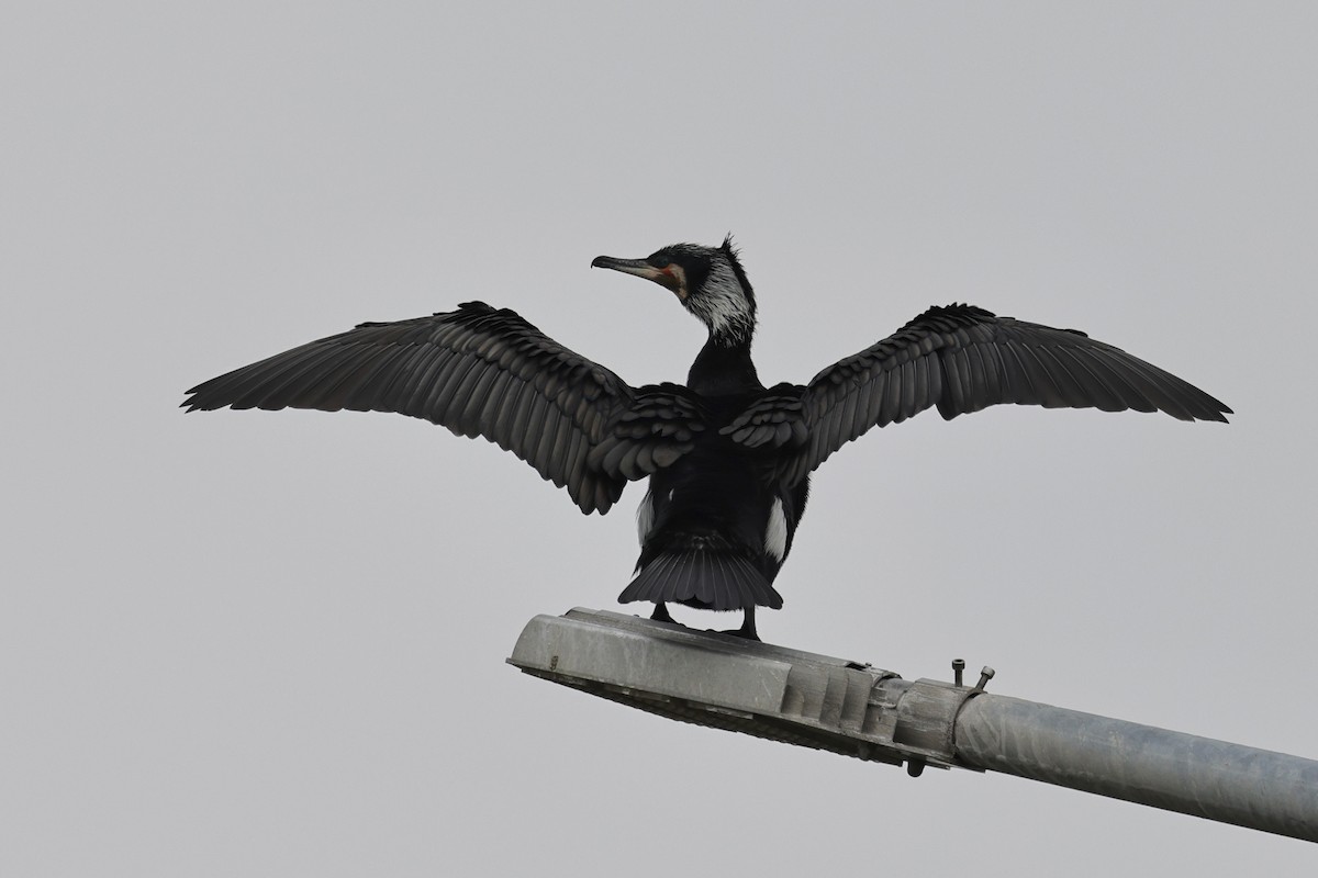 Great Cormorant (Eurasian) - ML652191630