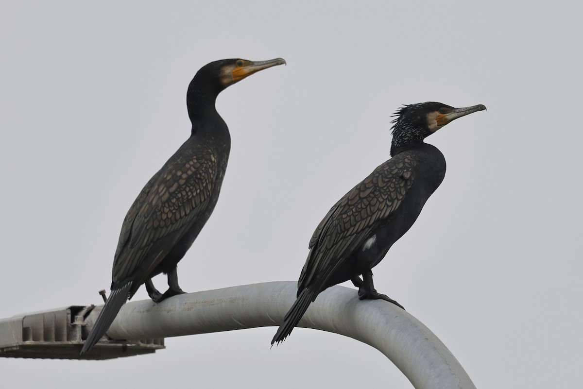 Great Cormorant (Eurasian) - ML652191631