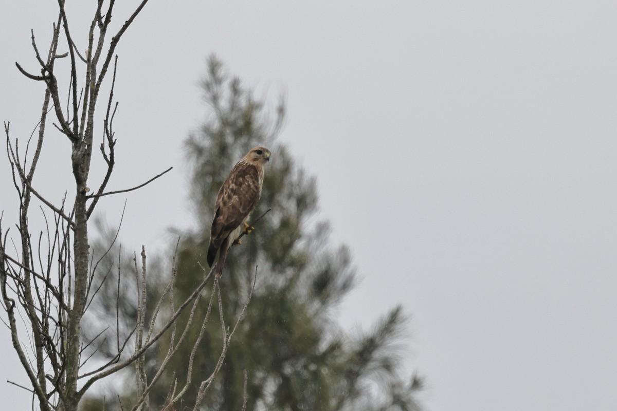 Дорнын сар - ML652191650