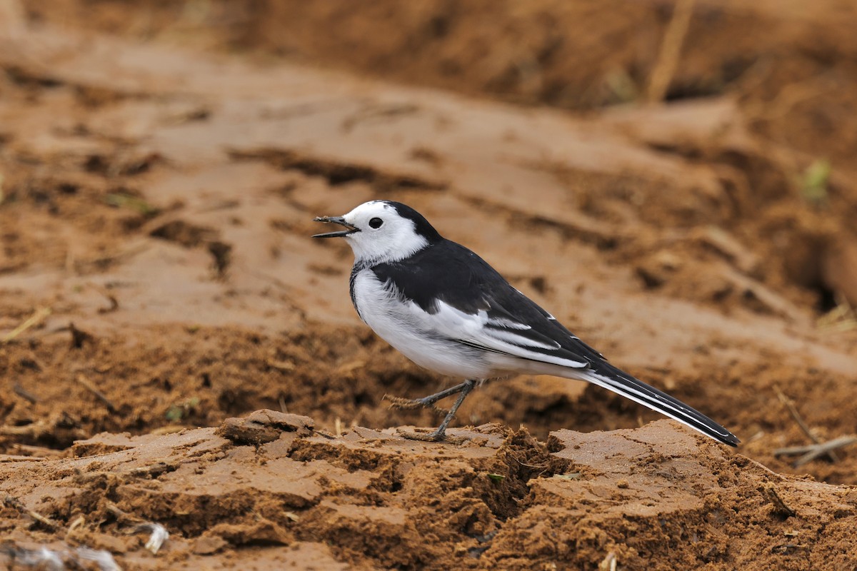 White Wagtail (Chinese) - ML652191657