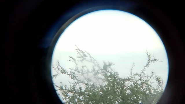 Yellow Cardinal - ML652191720