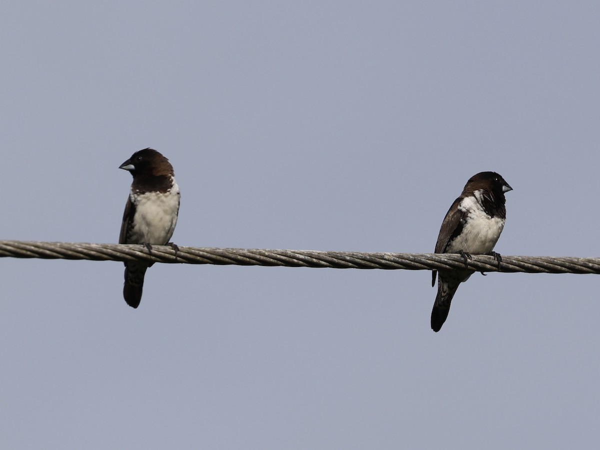 Bronze Mannikin - ML652191801