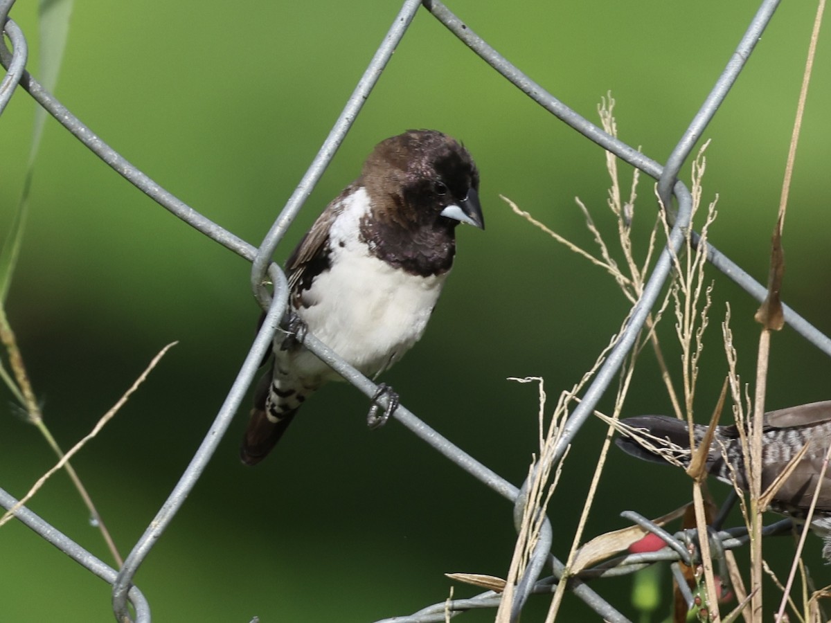 Bronze Mannikin - ML652191802