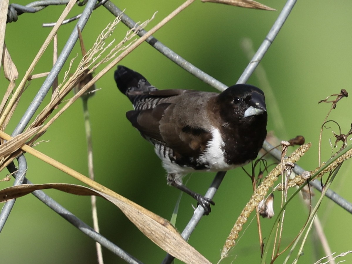 Bronze Mannikin - ML652191803