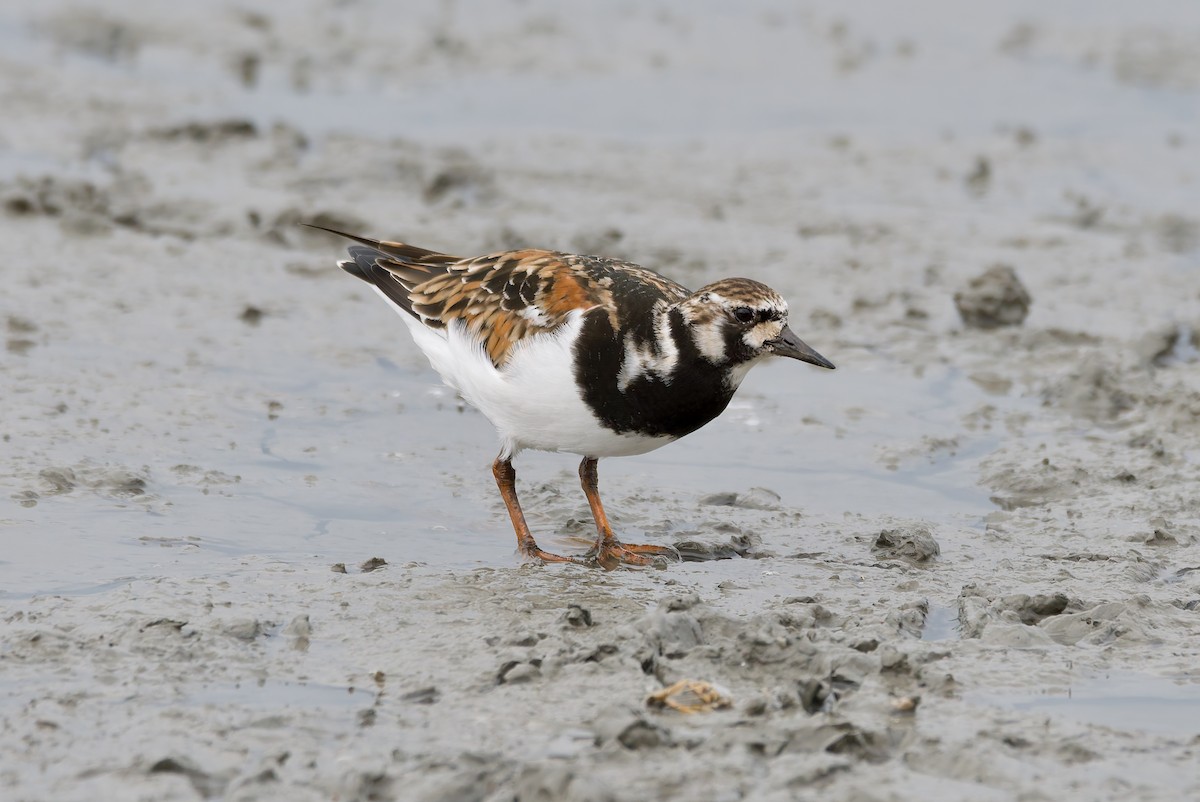 꼬까도요 - ML652192789