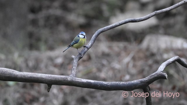 Herrerillo Común - ML652192943