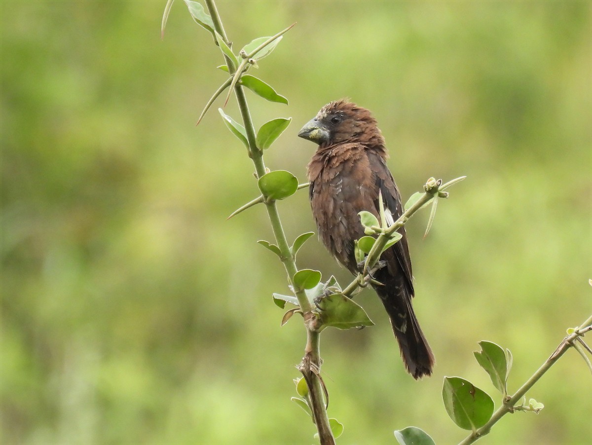 Grosbeak Weaver - ML652193021