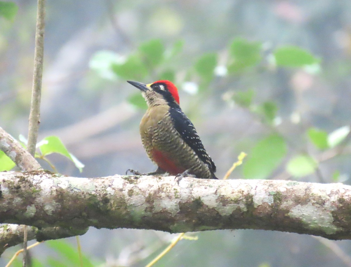 Black-cheeked Woodpecker - ML652193194