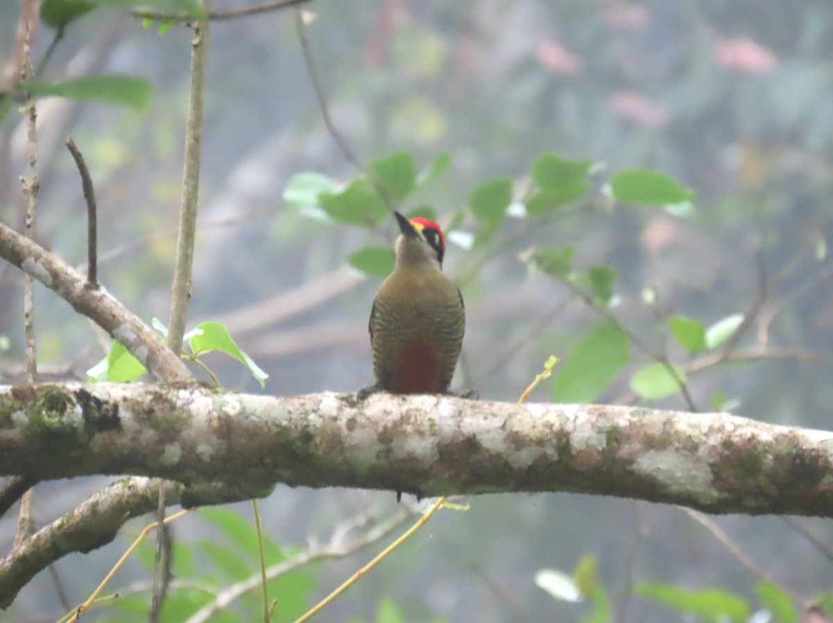 Black-cheeked Woodpecker - ML652193195
