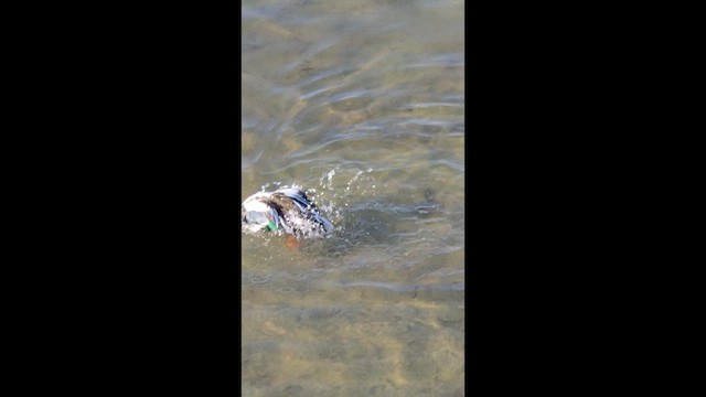 lžičák pestrý - ML652193207