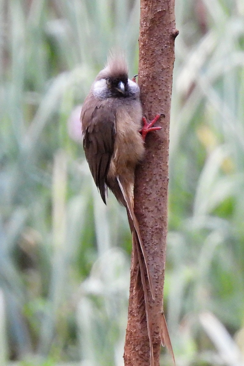 Speckled Mousebird - ML652193386